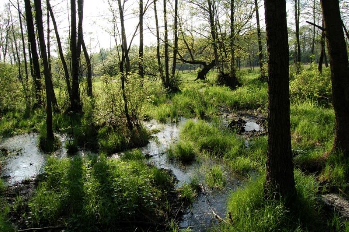 Konkurs Plastyczny  „LAS – moja więź z naturą”