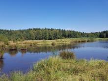 Projekt adaptacji lasów i leśnictwa do zmian klimatu na terenach nizinnych