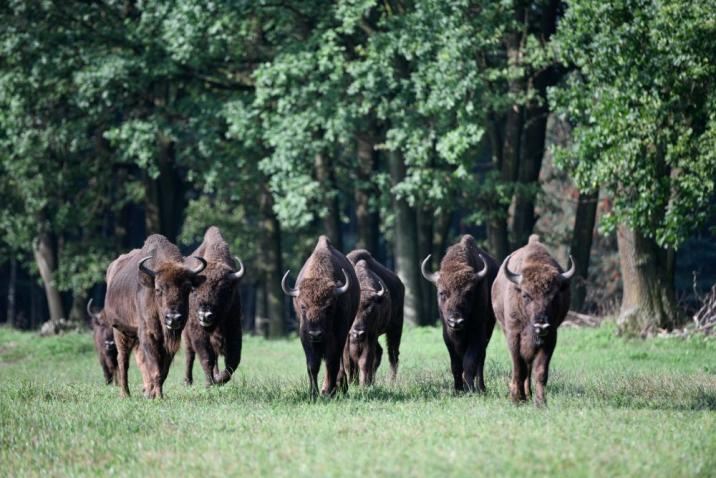 Stado żubrów w rezerwacie przyrody „Żubrowisko”. Fot. Archiwum Nadleśnictwa Kobiór