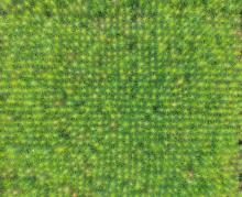 NOWY CENNIK DETALICZNY NA SADZONKI