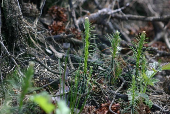 Odnowienie naturalne. Fot. Zbigniew Ryś