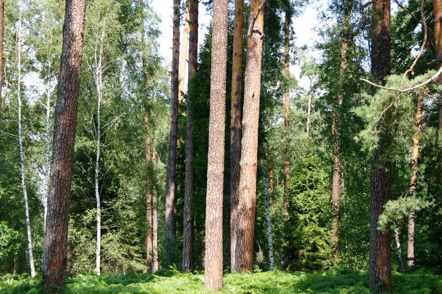 Drzewostan rębny. Fot. Zbigniew Ryś